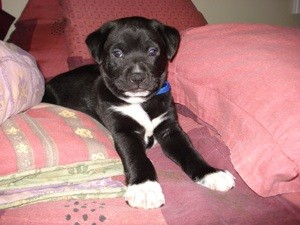 What Breed Is My Dog?